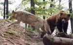 Bildungs- und Ferienstätte Eichsfeld - Bärenpark Worbis